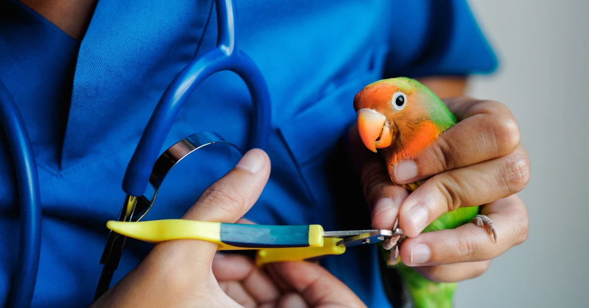 A Bird looking at a veterinarian while triming it's nail